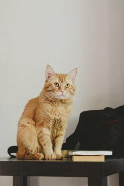 Portret Van Een Mooie Gember Kat Rechtenvrije Stockfoto's