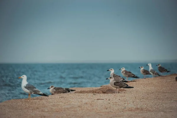 Möwen Strand — Stockfoto