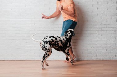 Genç sakallı adam beyaz tuğla karşı Dalmaçyalı köpekli duvar arka plan