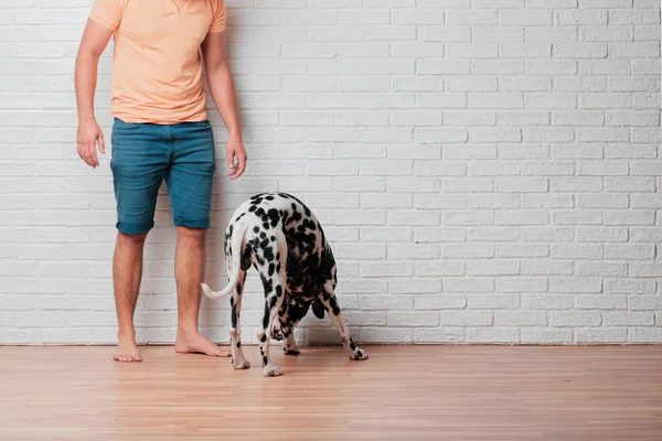 Unga Skäggig Man Med Dalmatiner Hund Mot Vitt Tegel Vägg — Stockfoto