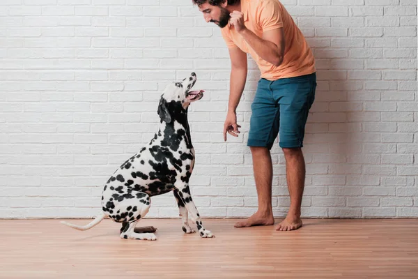 Unga Skäggig Man Med Dalmatiner Hund Mot Vitt Tegel Vägg — Stockfoto