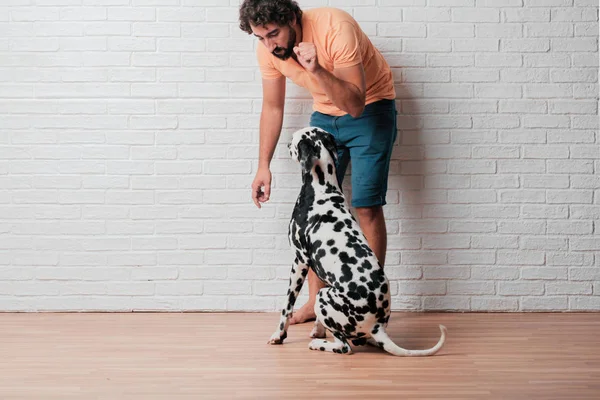 Pemuda Berjenggot Dengan Anjing Dalmatian Dengan Latar Belakang Dinding Bata — Stok Foto
