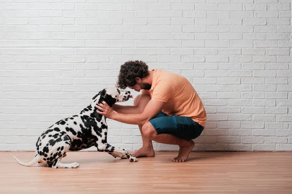Tânăr Barbă Câine Dalmatian Fundal Perete Cărămidă Albă — Fotografie, imagine de stoc