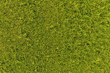 yeşil çimen dokusu veya arkaplan