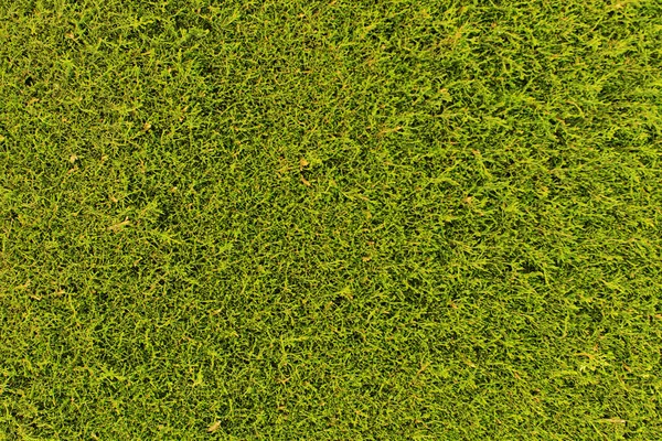 Green grass texture or background — Stock Photo, Image