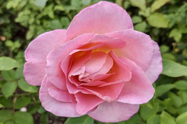 Bahçedeki çiçekler