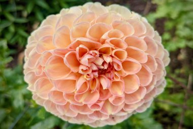 Bahçedeki çiçekler