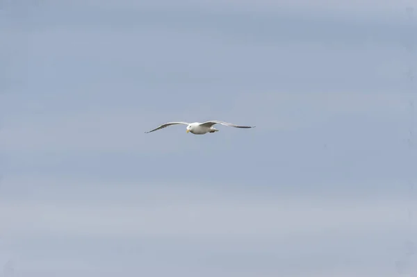 Herring Gull head cocked wings level