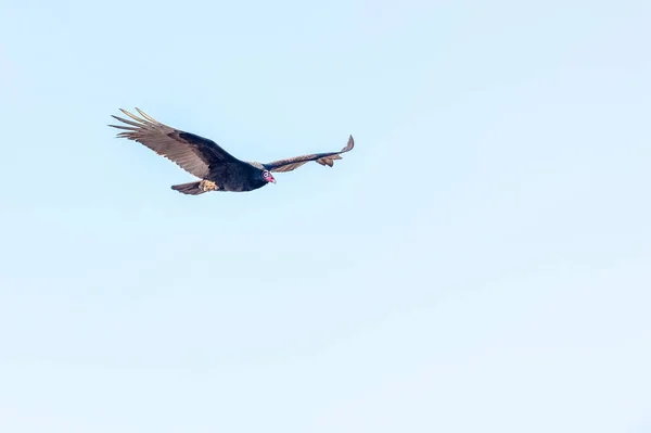 Turkey vulture level flight wings level with tips up