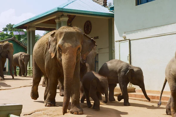 Pinnawala, Sri Lanka - 18 Mayıs 2011: Fil sokakta Pinnawala, Sri Lanka yürüyor. Sri Lanka Pinnawala fil Yetiştirme Yurdu ünlüdür.