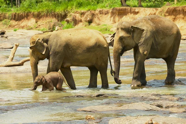 Familia Elefantes Con Bebé Cruzando Río Pinnawala Sri Lanka — Foto de Stock