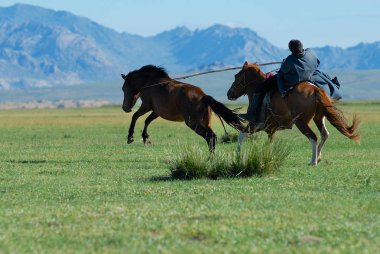 Harhorin, Moğolistan - 19 Ağustos 2006: tanımlanamayan Moğol adam geleneksel kostüm giyen bir bozkır Harhorin, Moğolistan'ın genç vahşi at yakalar.