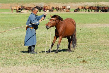 Harhorin, Moğolistan - 19 Ağustos 2006: tanımlanamayan Moğol adam geleneksel kostüm giyen bir bozkır Harhorin, Moğolistan yaklaşık genç vahşi at eğitiyor.