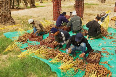 El Goula, Tunus - 01 Aralık 2011: Tanımlanamayan çiftçiler plantasyon içinde El Goula, Tunus, toplanan tarihleri sıralamak.