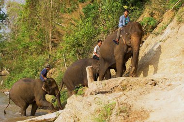 Luang Prabang, Laos - 14 Nisan 2012: Tanımlanamayan Lao insanlarla sunrise Luang Prabang, Laos, filler, nehir kıyısında yolculuk.