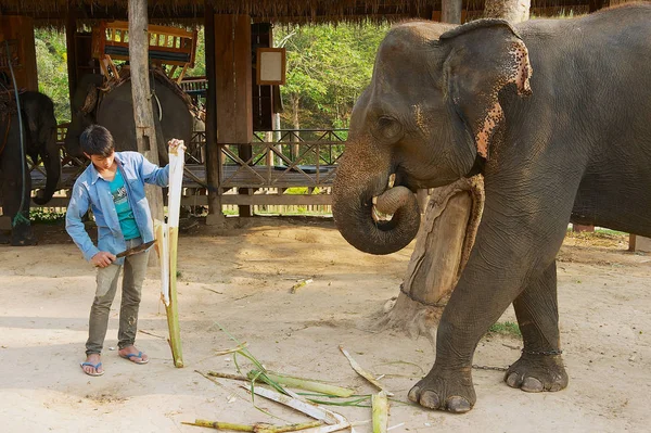 Luang Prabang Laos April 2012 Oidentifierad Man Matar Elefanterna Elephant — Stockfoto