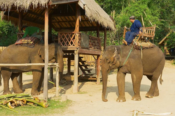 Luang Prabang Laos April 2012 Oidentifierade Personer Redo Elefanter Och — Stockfoto