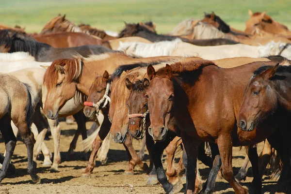 Herd Young Wild Mongolian Horses Steppe Kharkhorin Mongolia — Stock Photo, Image