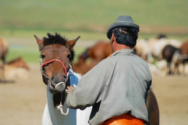 Harhorin Mongolia Sierpnia 2006 Niezidentyfikowany Mężczyzna Mongolski Stawia Ogłowie Źrebię — Zdjęcie stockowe