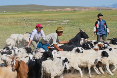 Kharhorin, Moğolistan - 25 Ağustos 2006: Harhorin, Moğolistan'kimliği belirsiz kişi sığır kesim yün için önce saydım Moğol hissettim.