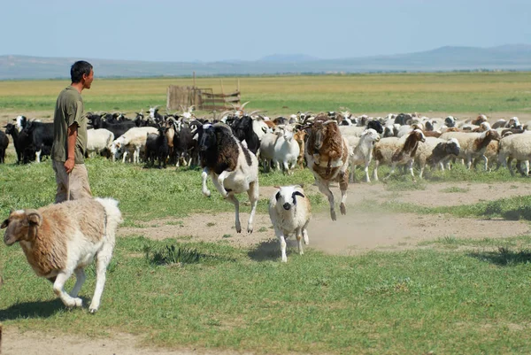 Kharhorin Mongolia Agosto 2006 Uomo Mongolo Non Identificato Conta Pecore — Foto Stock