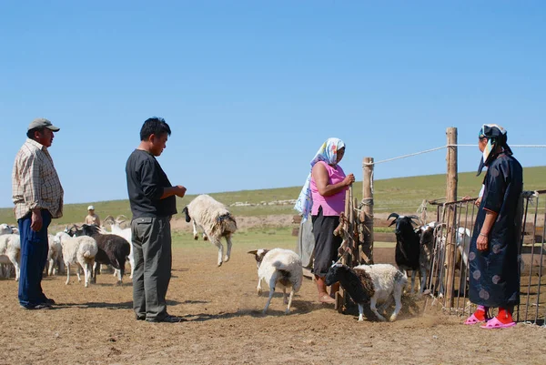 Kharhorin Mongolia Agosto 2006 Los Mongoles Identificados Cuentan Ganado Antes —  Fotos de Stock