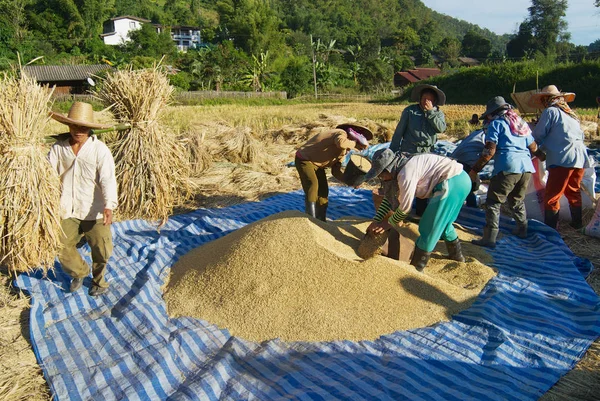 Chiang Mai Thailand November 2008 Unidentified People Chan Hill Tribe — Stock Photo, Image