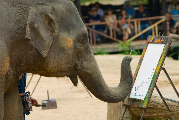 Chiang Mai Tailandia Mayo 2008 Elephant Pinta Cuadro Espectáculo Elefantes — Foto de Stock