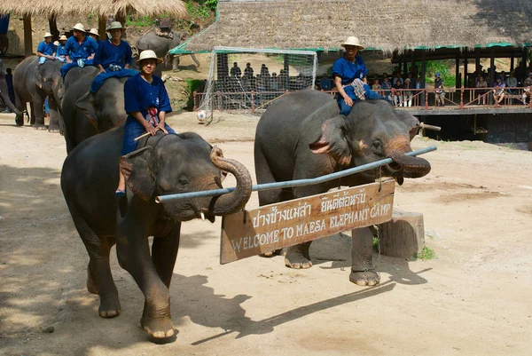 Chiang Mai Tailandia Mayo 2008 Los Elefantes Llevan Placa Welcome — Foto de Stock