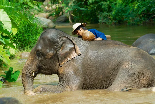 Chiang Mai Tailandia Mayo 2008 Hombre Identificado Baña Elefante Río — Foto de Stock