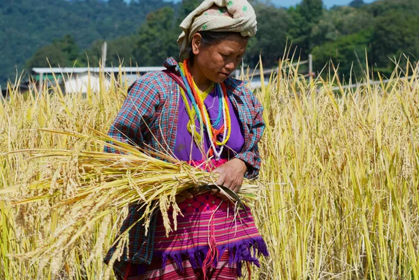 白カレン族の正体不明の女性がチェンマイ タイのフィールドで米を収穫チェンマイ 2008 — ストック写真