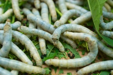 Yakın çekim yemek yeşil silkworms yapraklar.