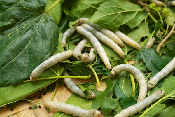 Close Silkworms Eating Green Leafs — Stock Photo, Image