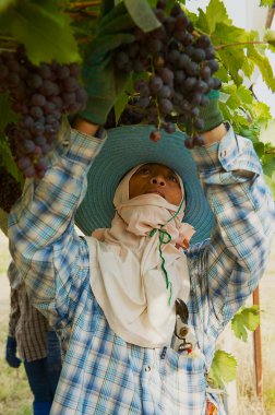 Nakhon Ratchasima, Tayland - 10 Nisan 2010: Nakhon Ratchasima, Tayland ekimi üzümlere kadın çiftçi hasat.