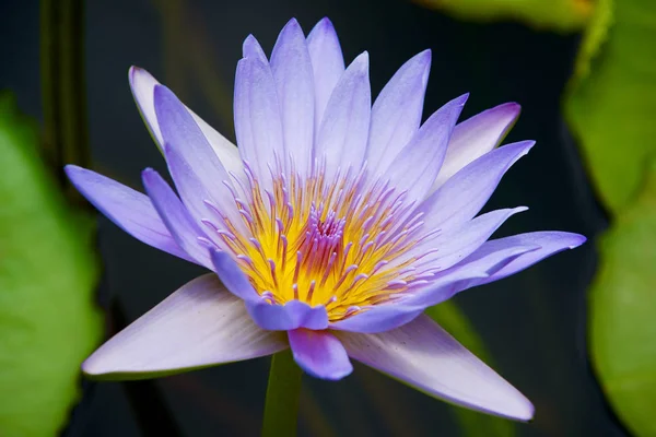 Beautiful blue and yellow Lotus flower in a pond in Pamplemousse botanical garden at Mauritius island.