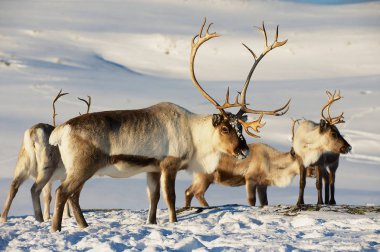 Reindeers Doğal ortamında, Tromso bölge, Northern Norway
