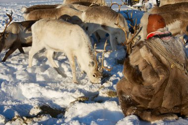 Tromso, Norveç - 28 Mart 2011: Tanımlanamayan gösterilme adam kutup reindeers derin kar kış aylarında Tromso bölgesinde, Northern Norway beslemeleri.