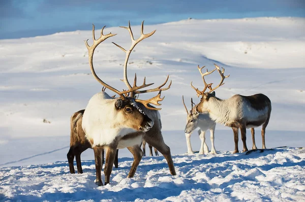 Renas Ambiente Natural Região Tromso Norte Noruega — Fotografia de Stock