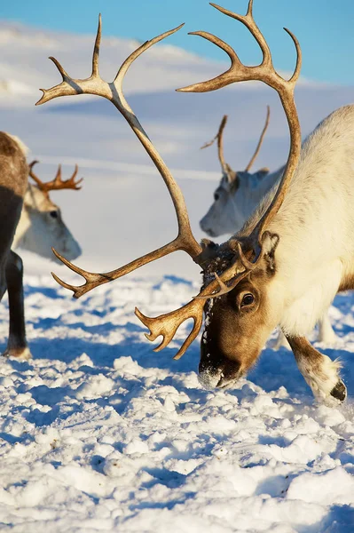 Reindeers Graze Deep Snow Natural Environment Tromso Region Northern Norway — Stock Photo, Image