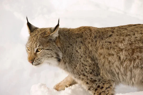 Eurasischer Luchs Schnee Kalten Winter Troms County Norwegen — Stockfoto