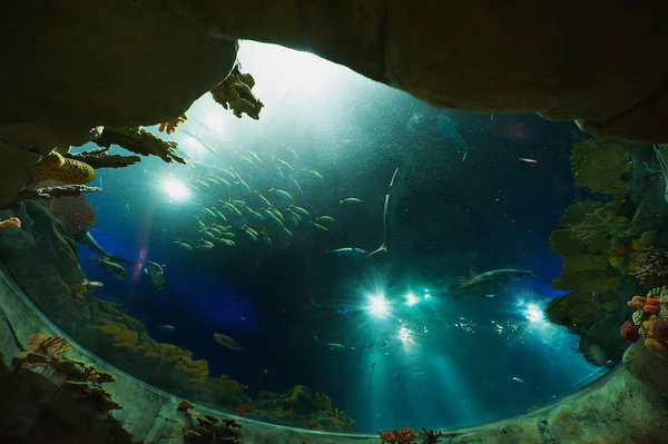 Hongkong China September 2012 Haie Und Fische Einem Riesigen Aquarium — Stockfoto