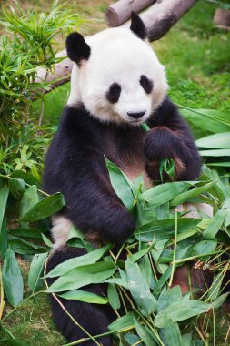 Dev panda ayısı bir hayvanat bahçesi Ocean Park Hong Kong, Çin bambu yaprakları yiyor.