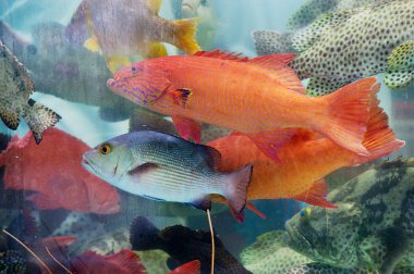 Hong Kong, Çin'de deniz ürünleri pazarının ıslak durak cam arkasında günün taze canlı balık yakalamak.
