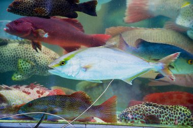 Hong Kong, Çin'de deniz ürünleri pazarının ıslak durak cam arkasında günün taze canlı balık yakalamak.