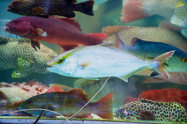 Hong Kong, Çin'de deniz ürünleri pazarının ıslak durak cam arkasında günün taze canlı balık yakalamak.