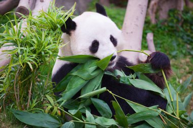 Dev panda ayısı bir hayvanat bahçesi Ocean Park Hong Kong, Çin bambu yaprakları yiyor.