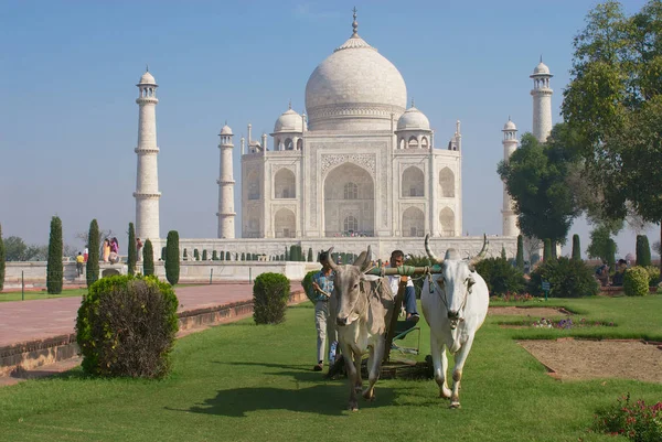 Agra India 2007 Március Azonosítatlan Személyek Vágott Egy Bika Lovagolt — Stock Fotó