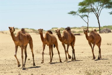 Dört deve yakınındaki Jamba, Rajasthan, Hindistan Thar Çölü'nde çalıştırmak. 