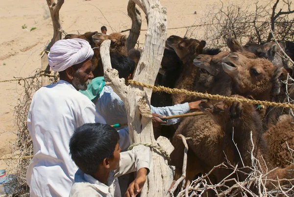 Jamba India Abril 2007 Personas Identificadas Mantienen Camellos Jóvenes Coral —  Fotos de Stock