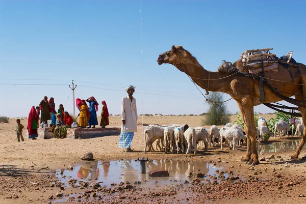 Jamba India Abril 2007 Camello Ovejas Beben Agua Estanque Carretera —  Fotos de Stock